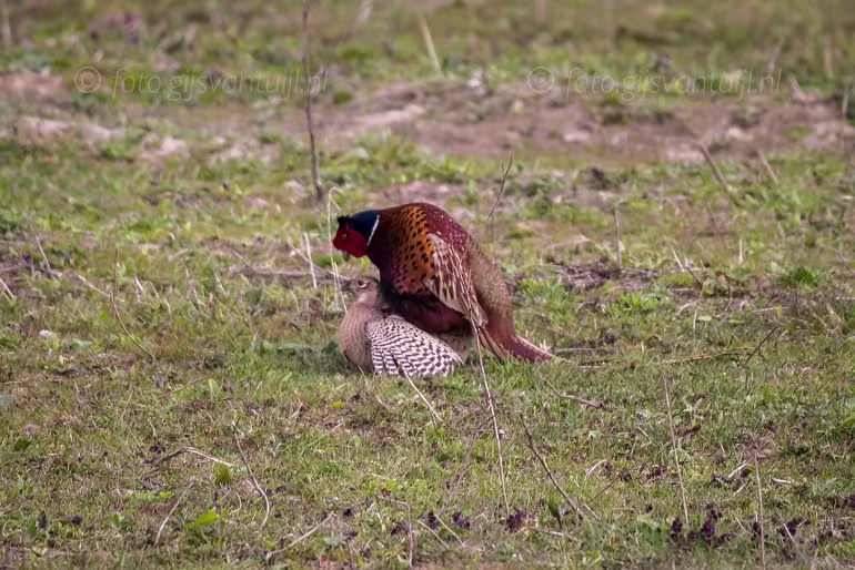 2021_04_19 Munnikenland Brakel 